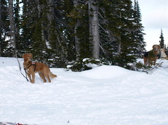 09:48HI, 11:48 - avalanche dogs are your friends!